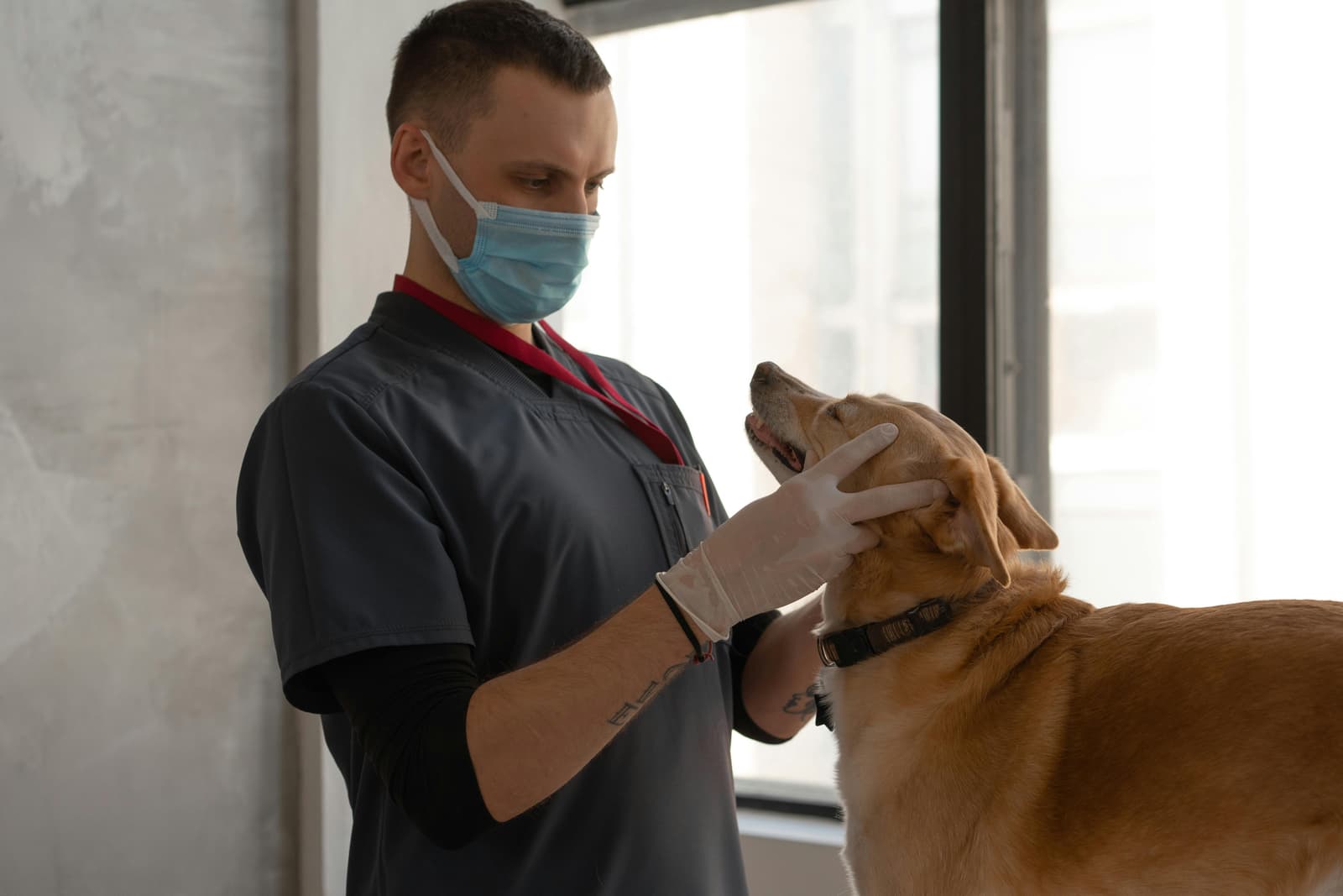 Veterinary and Kennels - Professional cleaning solutions